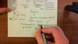 Gastric Acid Secretion Part 7 [upl. by Anita]