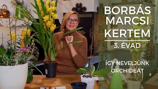 Borbás Marcsi  Kertem Így neveljünk orchideát [upl. by Auka776]