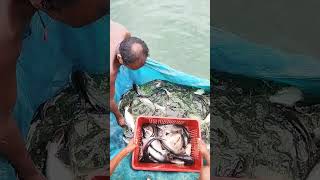 Pangasius fish for harvested [upl. by Enelloc]