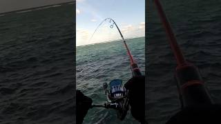 Daido Emperor Reel Daido Trisula SW Mantab fishing mancing casting baracuda [upl. by Joell]