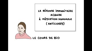 La réponse immunitaire acquise à médiation humorale anticorps [upl. by Gensler]