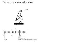 Eye piece graticule calibration A level biology AQA [upl. by Jonas238]