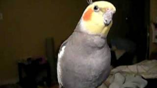 My cockatiel is singing The Addams Family  Jingle Bells [upl. by Phi955]