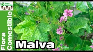 😲MALVA una hierba 🥗 COMESTIBLE etiquetada como maleza [upl. by Ogait]