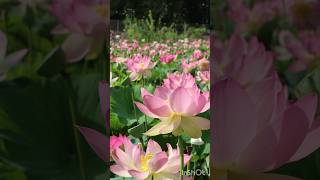 לוטוס מלך האגם 🌸 גן הבוטני בירושלים ☘️ Nelumbo nucifera [upl. by Nnahteb]