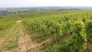 Discover The Red Wines of Burgundy [upl. by Raouf]