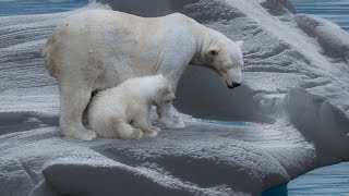 Der Eisbär  Dokumentation 1080p HD DokuExtrem [upl. by Gwyneth639]