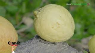 La Guayaba cultivo ecológico La Herradura Granada [upl. by Robby]