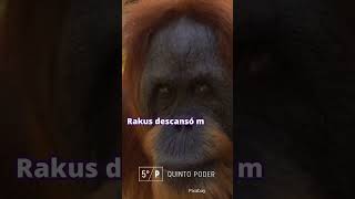 Fabricó su propia medicina y se curó La Asombrosa Historia del orangután Rakus buenasnoticias [upl. by Adnuhs]