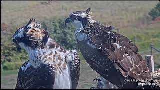 EXPLOREorg Charlo Montana Osprey Nest  Młode Rybołowy 🐥🌹🍀🐥🌹🍀czekają na rodzica i rybę 18092023 [upl. by Arak]