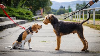 Training Your Airedale Terrier How to Prevent Excessive Digging [upl. by Isej]