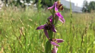 Bijenorchis Ophrys apifera  20190618 [upl. by Anaicilef147]