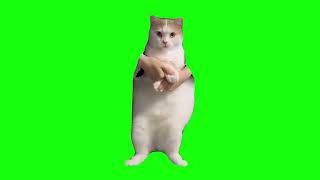 Cat Dancing to EDM  Green Screen [upl. by Akiram781]