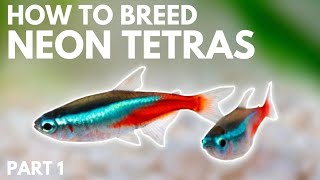 How to Breed Neon Tetras Getting the Eggs Part 1 [upl. by Dnomsaj]