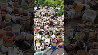 plant amp pot plants pots ceramicpots shortsvideo shorts [upl. by Motteo]