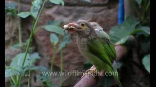 Great Hill Barbet on Horse Chestnut blossom Uttarakhand [upl. by Publius]