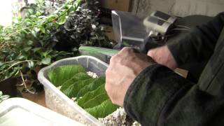 Propagation of Streptocarpus [upl. by Elysia857]