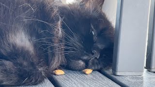 Putting treats in front of a sleeping cat [upl. by Yelir]