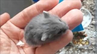 Russian Dwarf Hamster Babies [upl. by Erdnuaed]