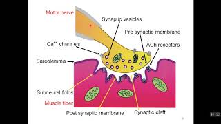 Physiology of Neuromuscular Junction [upl. by Yngiram]