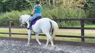 Elizabeth Soames riding dude age 21 yrs main arena intro 1b open [upl. by Anitap810]