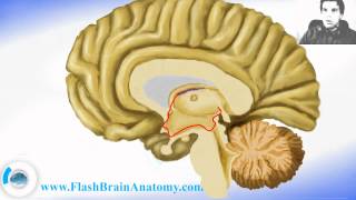 Brain Anatomy  Diencephalon With Thalamus Hypothalamus [upl. by Haliek]