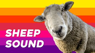 Sheep Sound  Sheep and Lambs Baaing Sounds [upl. by Zeret]