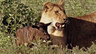 Baby Wildebeest Treats Lioness Like Mom [upl. by Mori]