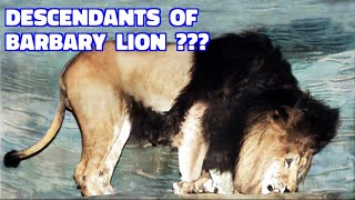 These Magnificent Lions May Be Descendants of Barbary Lion [upl. by Xenophon]