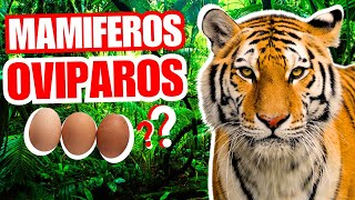 💥¿EXISTEN los Los Mamíferos Ovíparos CINCO ESPECIES Ponen Huevos 2024 [upl. by Lanie724]