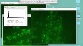 Comparing intensities in different samples using ImageJ [upl. by Ric288]