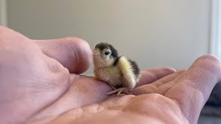 Adorable baby Quails follow farmer around the house [upl. by Tnarud]