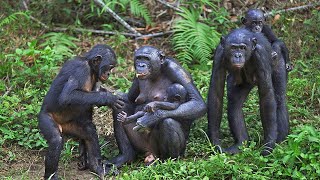 How Mother Bonobo Giving Birth In The Forest To Cute Baby [upl. by Ree]