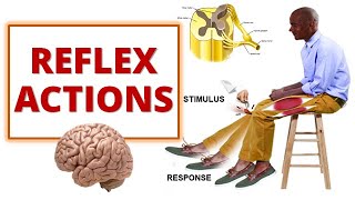 REFLEX ACTIONS Cranial and Spinal Reflexes [upl. by Rabaj]