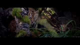 Whiskas TV Spot 2014 PROTEGEZ LE TIGRE [upl. by Atteyram792]