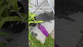 Hardwood buddleia cuttings successful buddleia propagation garden plant [upl. by Darnok665]