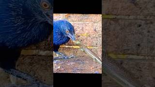 The greater coucal or crow pheasant 🐦 shorts beautifulbirds wildlife [upl. by Nawj]