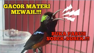 KONIN GACOR BUKA PARUH FULL ISIAN COCOK UNTUK MASTERAN KOLIBRI NINJA [upl. by Gnilyam]