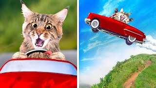 CATS CAR RACE [upl. by Portia]