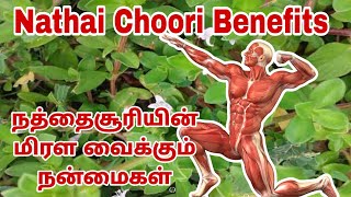 நத்தை சூரி நன்மைகள்  Nathai Soori Benefits  Landrina Benefits  Madanaganthi  Health Care Tamil [upl. by Avelin710]