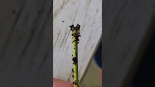 Roots Are Forming on My Native Honeysuckle Cuttings [upl. by Ammeg288]