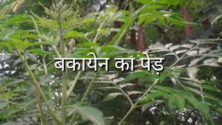 How to Use Chinaberry बकायन In Ayurvedas Treatment [upl. by Lael271]