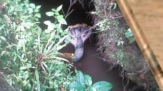 FAKE IMAGES  Five headed snake found in india [upl. by Hesper]