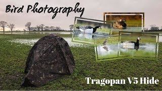 Tragopan V5 Hide  Photographing Barnacle Geese in Scotland [upl. by Atekehs]