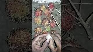 Lets eat tasty rambutan fruit Nephelium lappaceum shorts [upl. by Accalia]