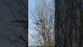 Honking Canada Geese Scream READY for LANDING [upl. by Marras]