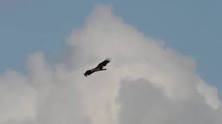 Zeearend Whitetailed eagle Seeadler Pygargue à queue blanche [upl. by Silevi]