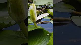 Water lily telipuk flowers [upl. by Sankaran]