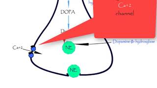 Norepinephrine synthesis storage release reuptake metabolismepinephrine Dopamine Adrenergic [upl. by Shimberg297]