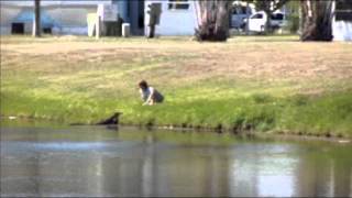 Stupid lady gets attacked by Alligator after Illegally feeding it [upl. by Janiuszck]